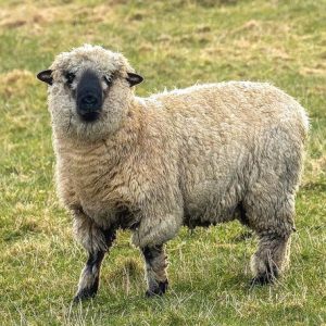 Breed Study - Shropshire Sheep Fleece -  September 2026