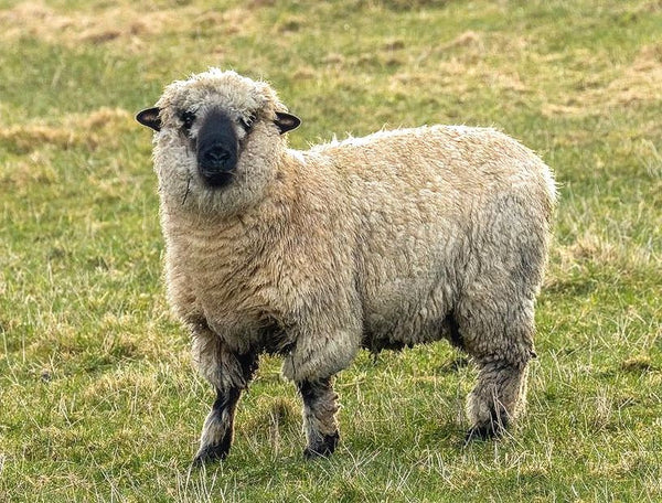 Breed Study - Shropshire Sheep Fleece -  September 2026