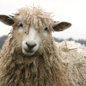 Breed Study - Cotswold Fleece - October 2026