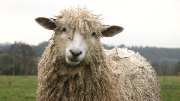 Breed Study - Cotswold Fleece - October 2026